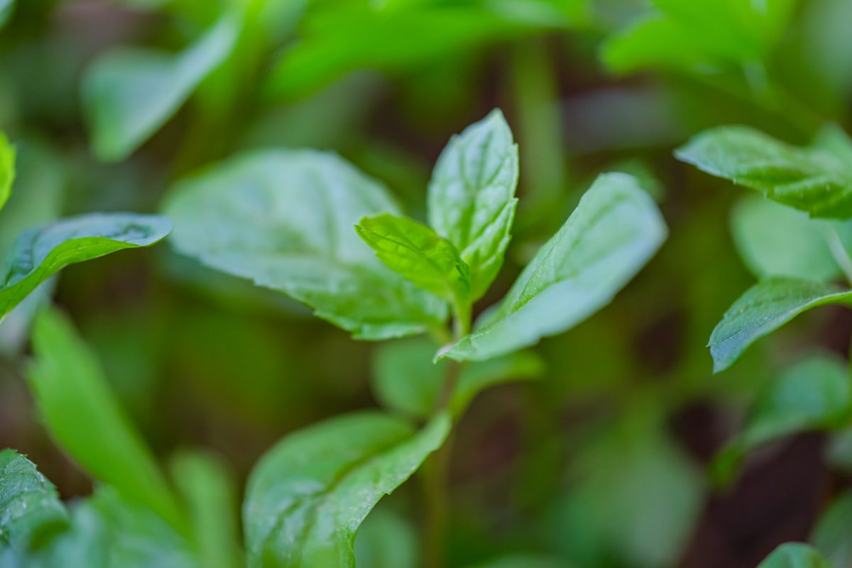 Menthe poivrée