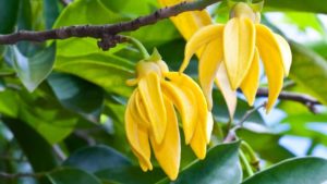 ylang ylang totum