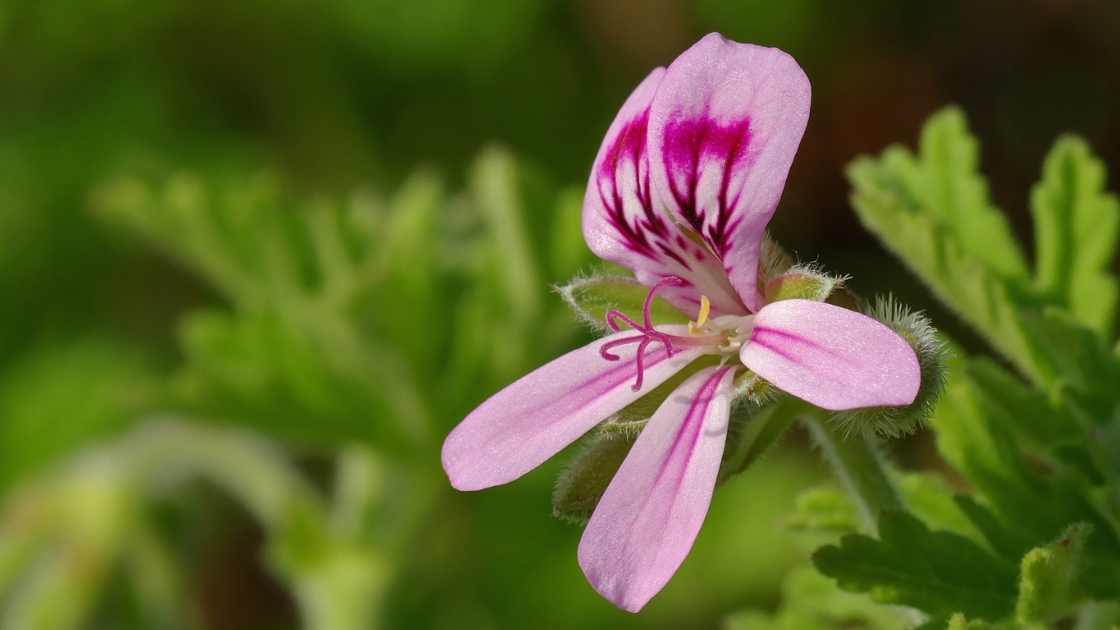 hydrolat geranium bourbon