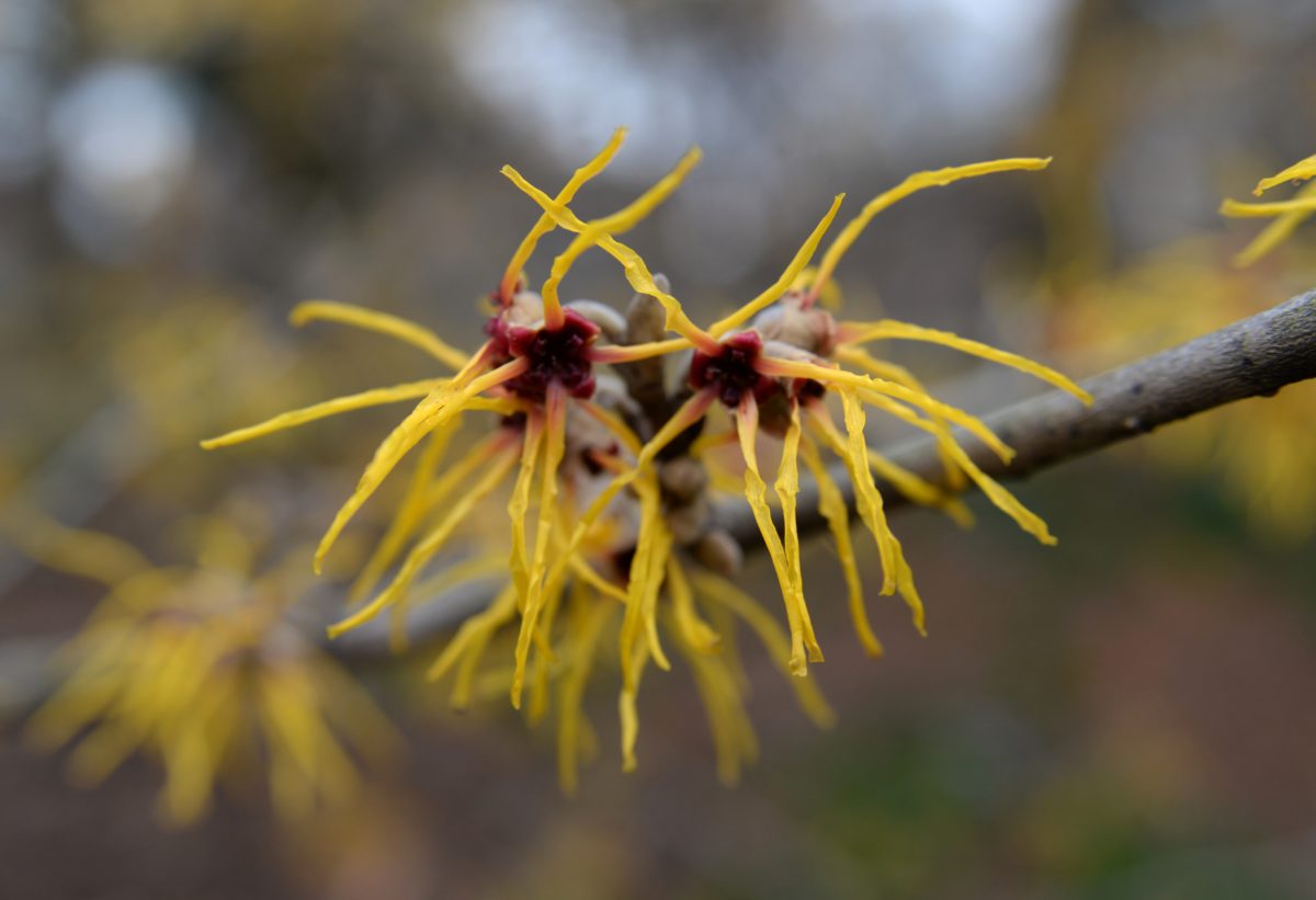 hamamelis