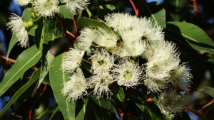 eucalyptus radié